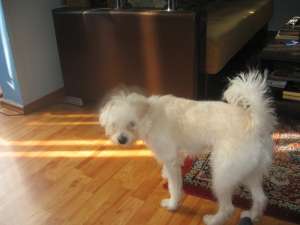 vand bichon maltese