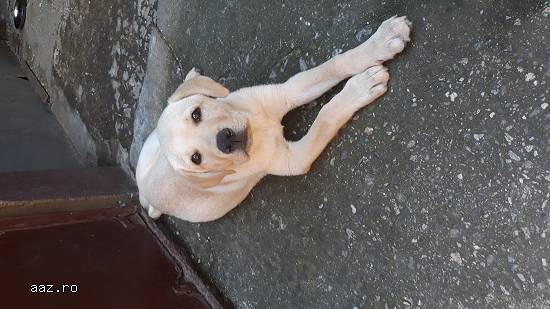 Metis Labrador alb auriu