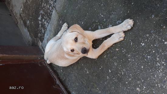 Metis Labrador alb auriu