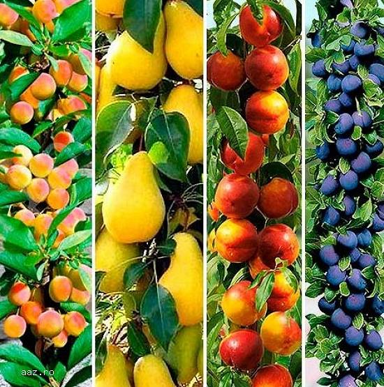 Pomi columnari pitici,    meri.ciresi,    caisi,    nectarin-10+5 gratis anul3