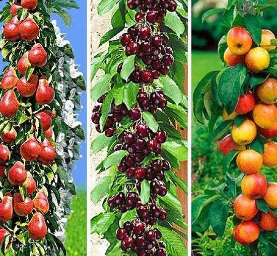 Pomi columnari pitici,    meri.ciresi,    caisi,    nectarin-10+5 gratis anul3