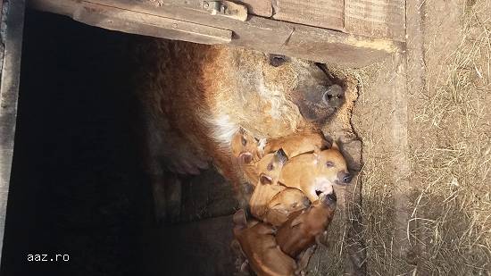 porci mangalita