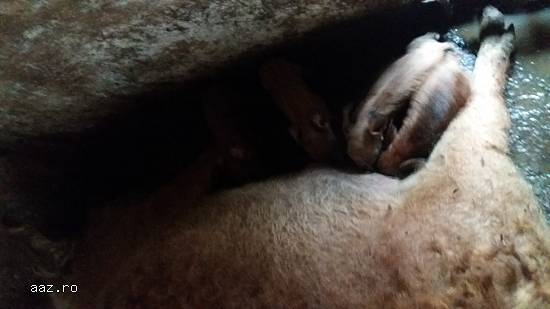 porci mangalita