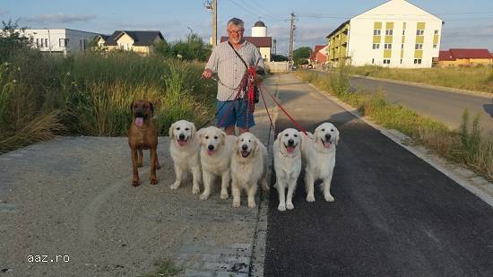 Dresaj canin la domiciliul clientului .