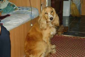 cocar spaniol