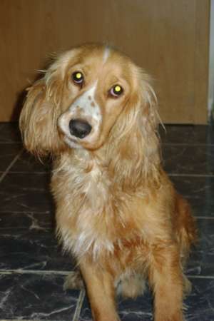 cocar spaniol