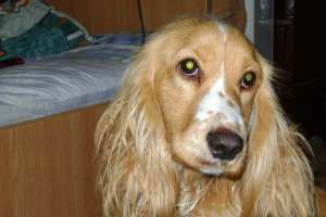 cocar spaniol