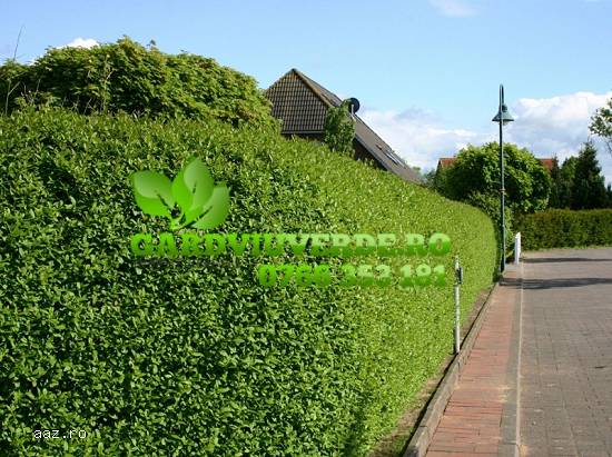 Gard viu,   Lemn cainesc,   Ligustrum Ovalifolium