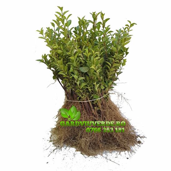 Gard viu,   Lemn cainesc,   Ligustrum Ovalifolium