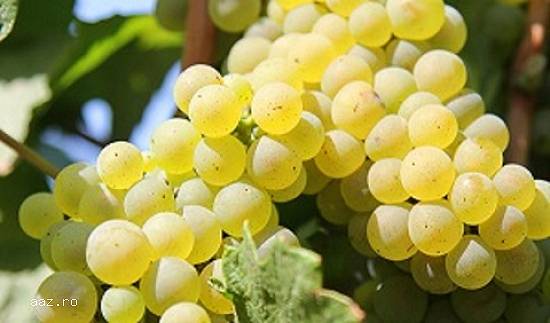 Struguri de vin calitate superioara