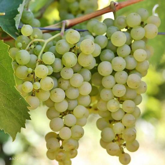 Struguri de vin calitate superioara
