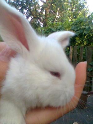 vand iepuri marele belgian