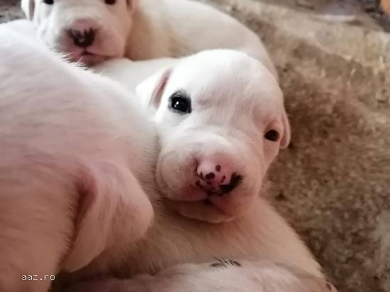 Pui Dog Argentinian