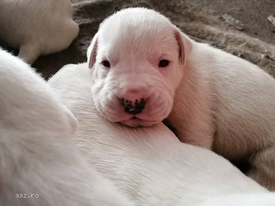 Pui Dog Argentinian