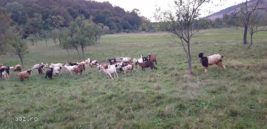 Capre de vanzare