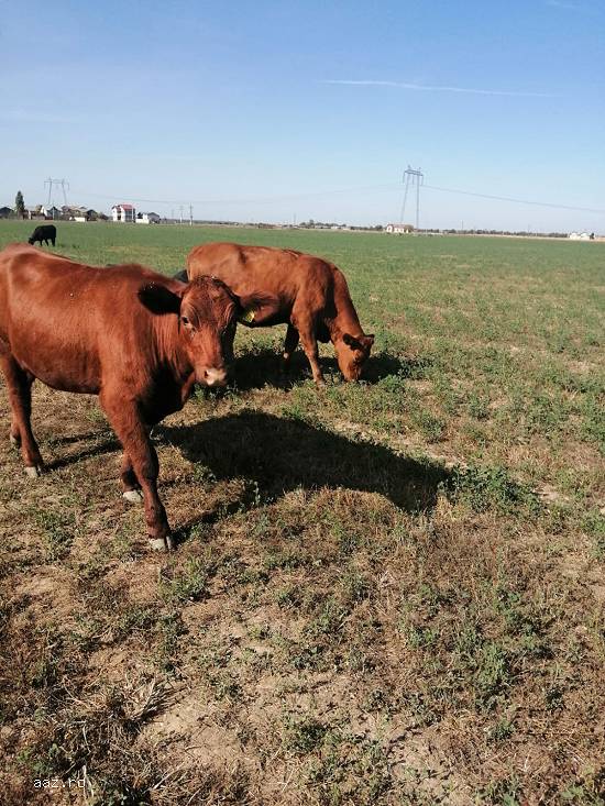 Vand 2 juninci Angus  cu greutatea de 500kg