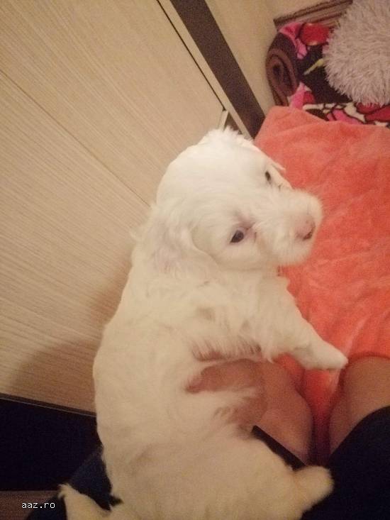 Bichon maltez
