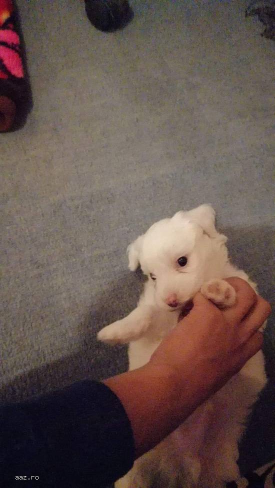 Bichon maltez