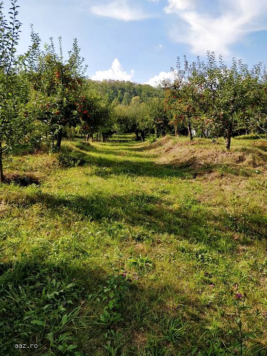 Teren cu casuta batraneasca de vanzare