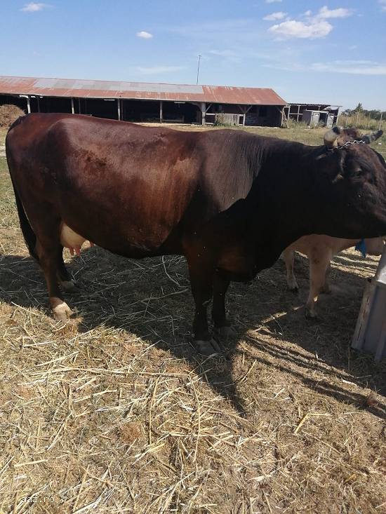 Vand vaca cu vitel,  da 25 l de lapte