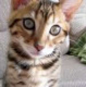 bengal kitten
