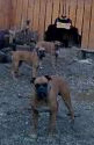 vand catel de boxer german  galben