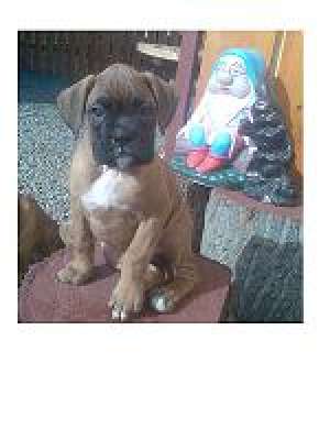 vand catel de boxer german  galben