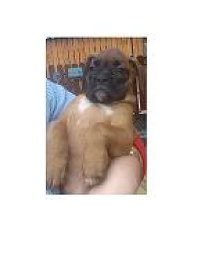 vand catel de boxer german  galben