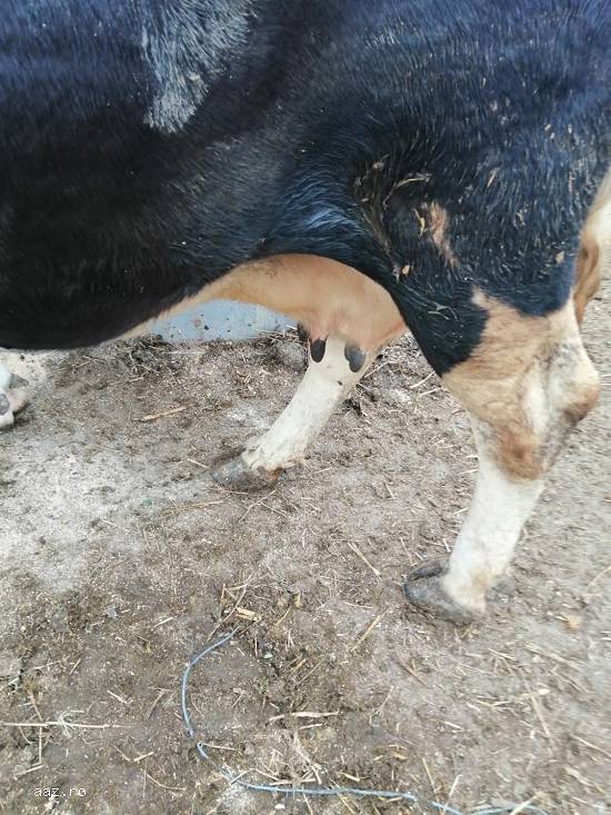 Vand o vaca Holstein gestanta in 8 luni