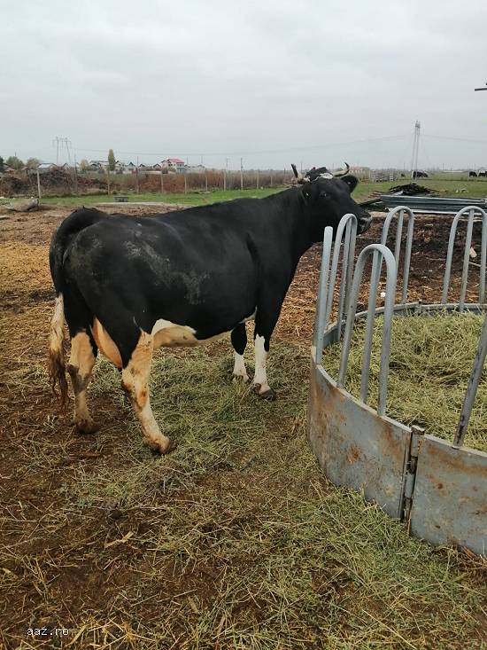 Vand o vaca Holstein gestanta in 8 luni