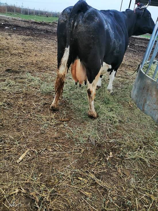 Vand o vaca Holstein gestanta in 8 luni