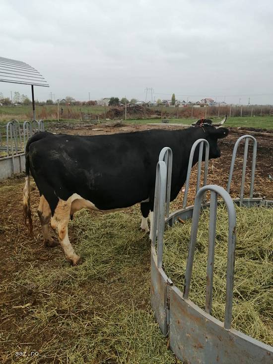 Vand o vaca Holstein gestanta in 8 luni
