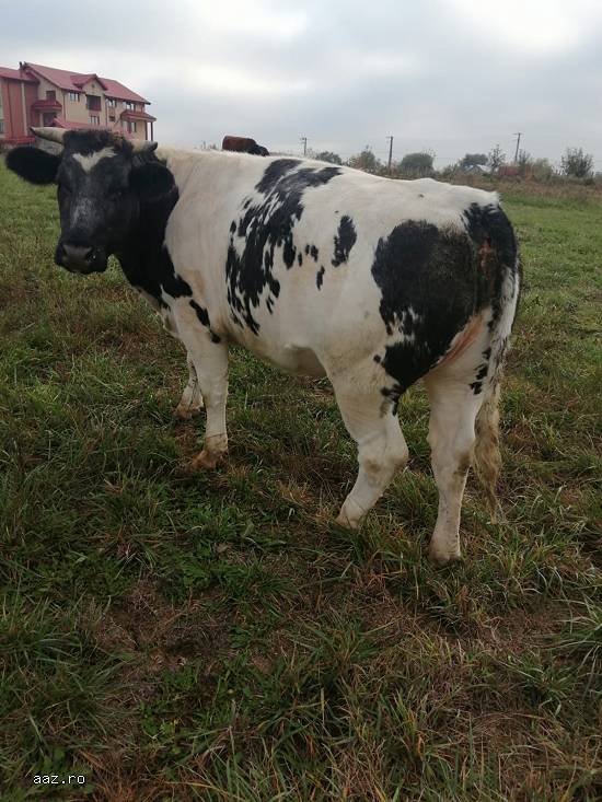 vand   vaci Holstein ,   baltate romanesti,  Angus si juninci