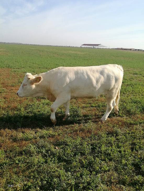 vand   vaci Holstein ,   baltate romanesti,  Angus si juninci