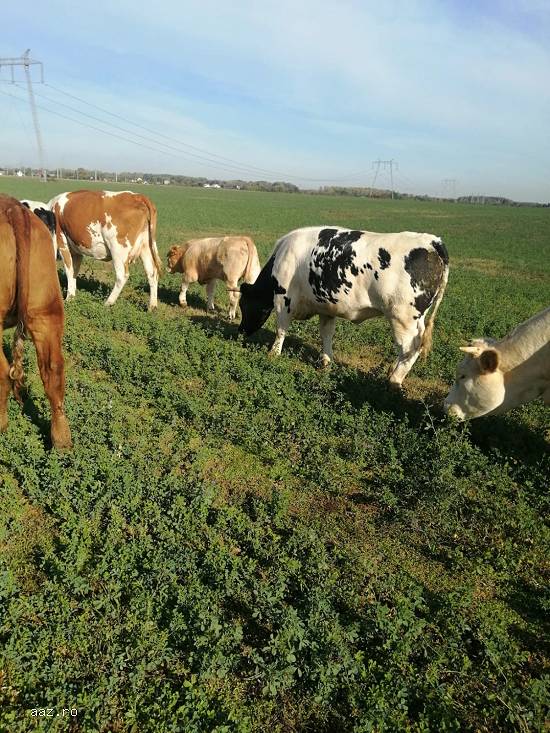 vand   vaci Holstein ,   baltate romanesti,  Angus si juninci