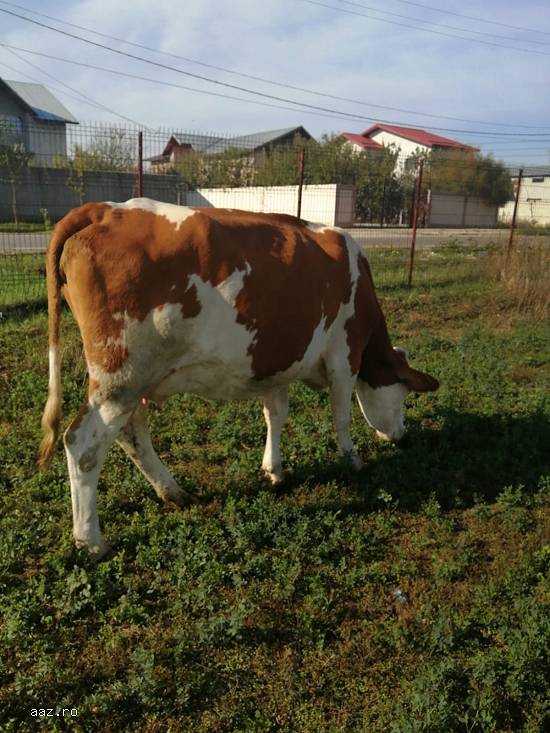 vand   vaci Holstein ,   baltate romanesti,  Angus si juninci