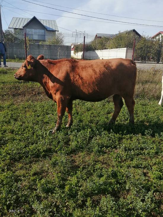 vand   vaci Holstein ,   baltate romanesti,  Angus si juninci