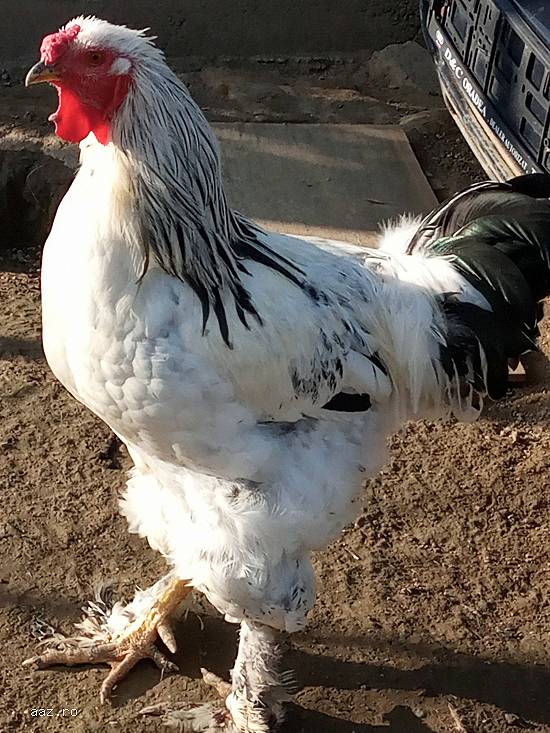 Cocos Brahma