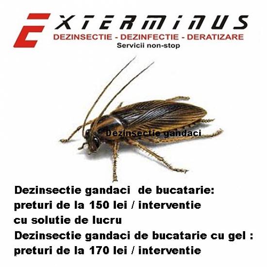 dezinsectie non stop bucuresti