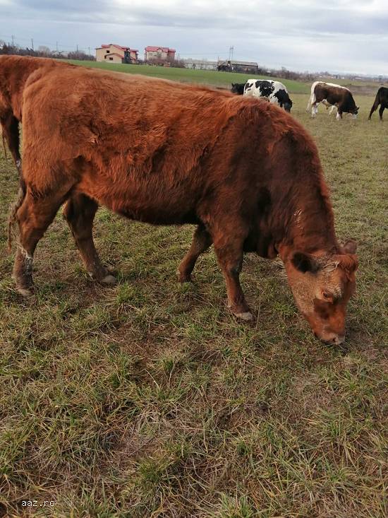 Vand juninci metis de angus