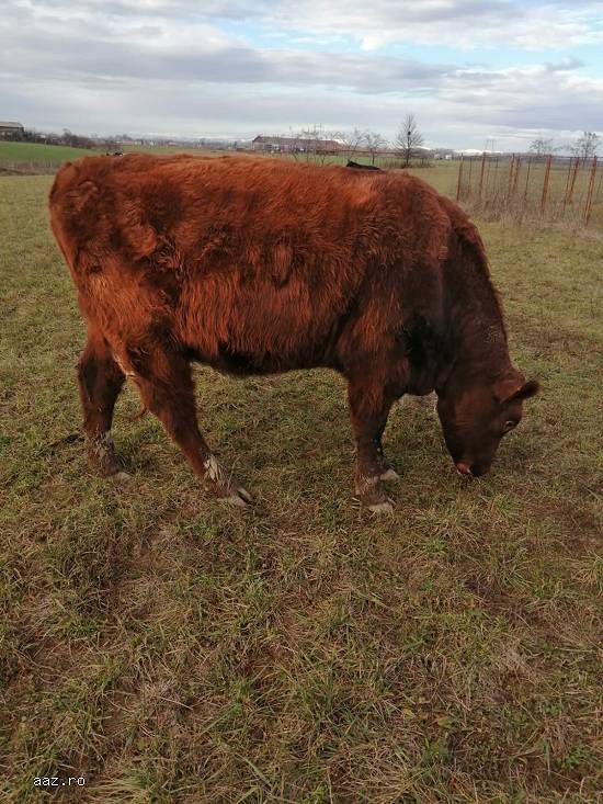Vand juninci metis de angus