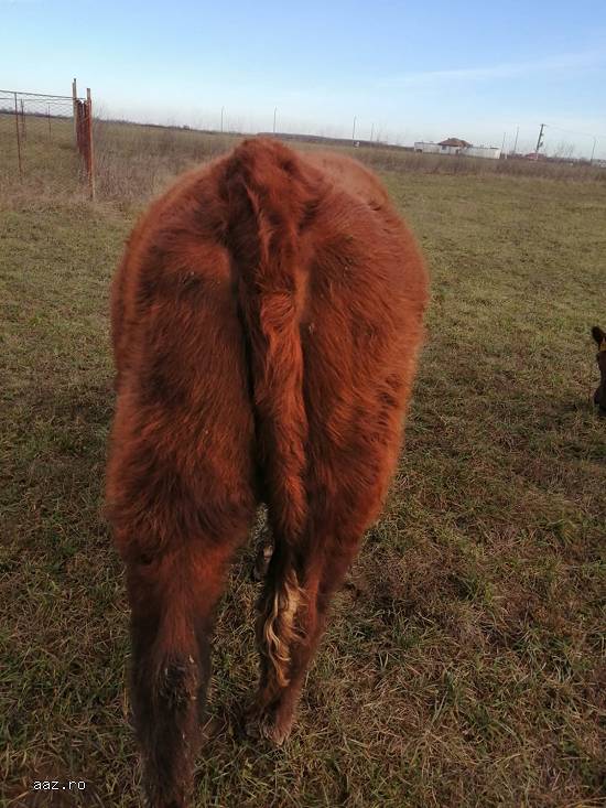 Vand juninci metis de angus