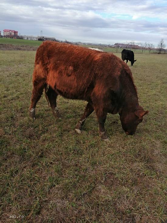 Vand juninci metis de angus