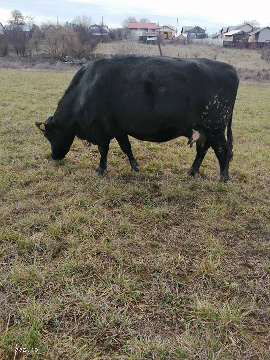 Vand vaca metis cu angus la a treia fatare