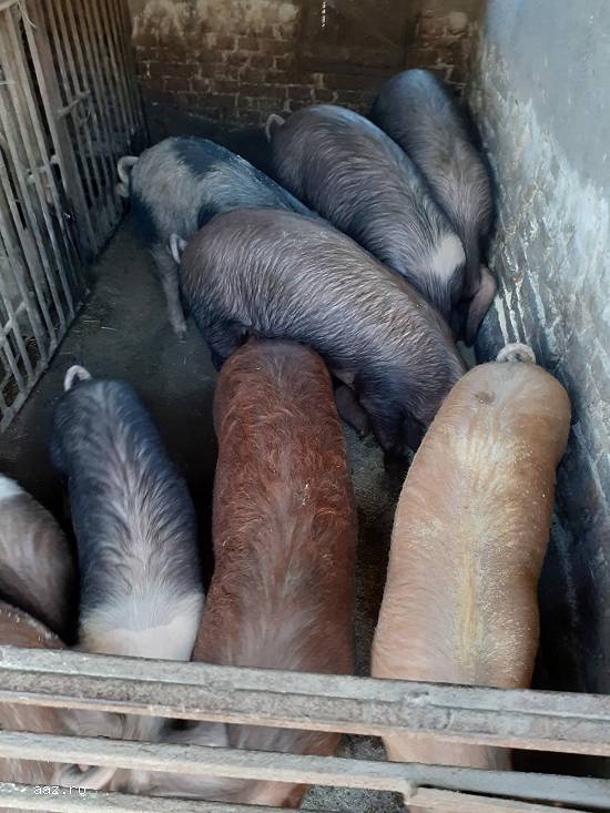 Porci