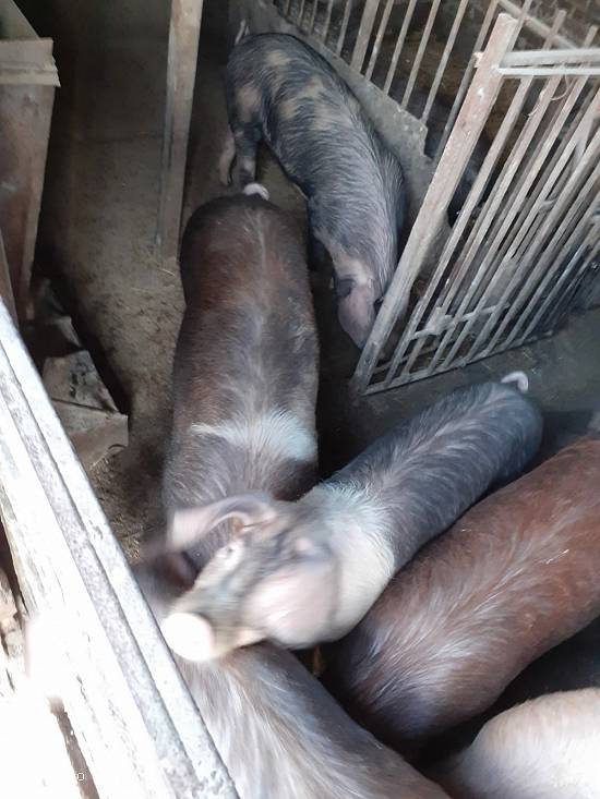 Porci