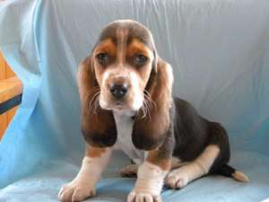 vand catelusi basset-hond