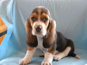 vand catelusi basset-hond