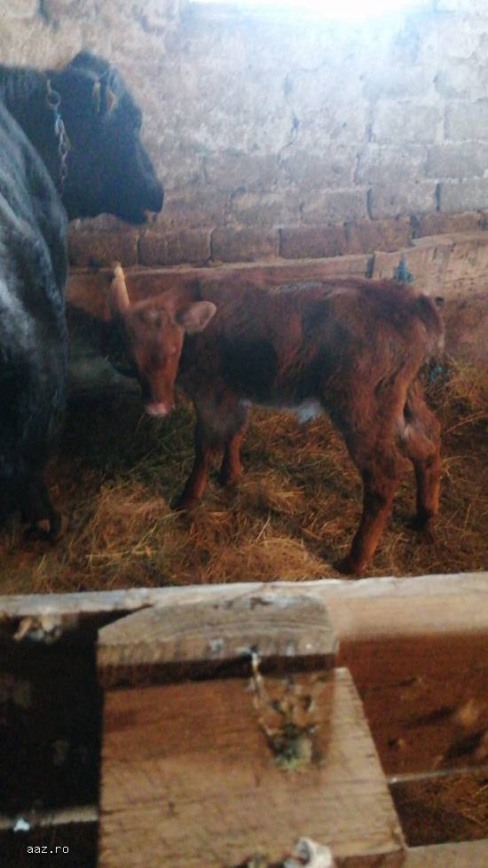Vand vaca cu vitel langa ea