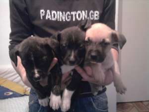vand amstaff